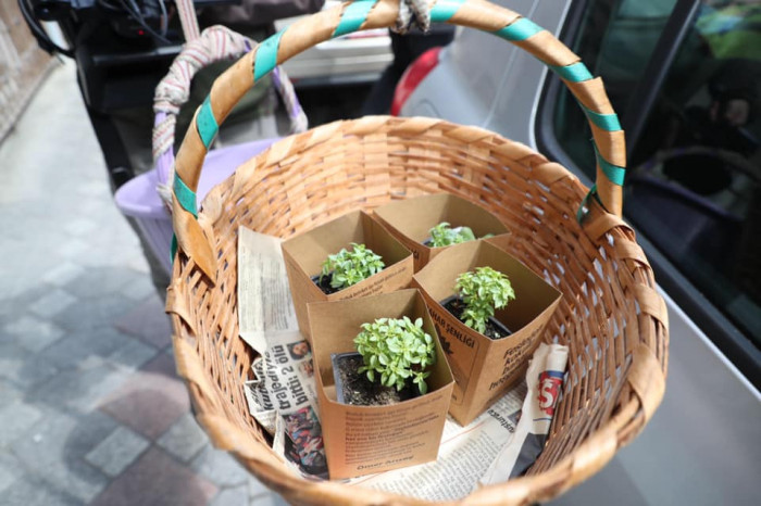 Yenidoğan Mahallesi’nin sokaklarını fesleğen kokusu sardı