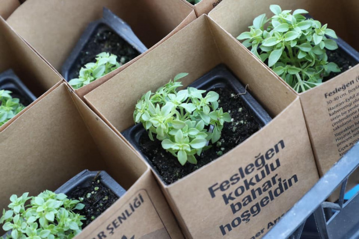 Yenidoğan Mahallesi’nin sokaklarını fesleğen kokusu sardı