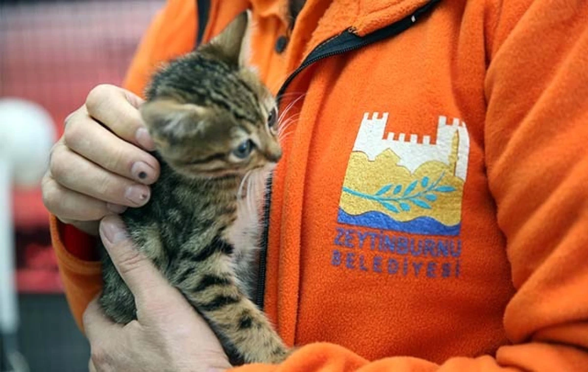 Zeytinburnu&rsquo;nda Sahipsiz Hayvanları Kısırlaştırma &Ccedil;alışmaları S&uuml;r&uuml;yor